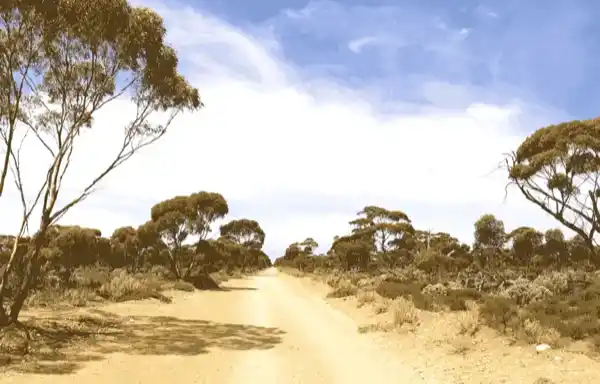 Felicity Abell | To the Bush with Love